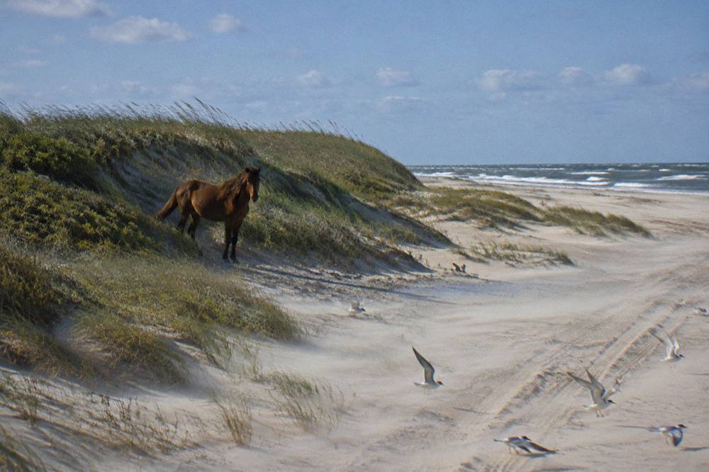 Tracks and gentle dunes along a wide northern Outer Banks beach under a clear sky