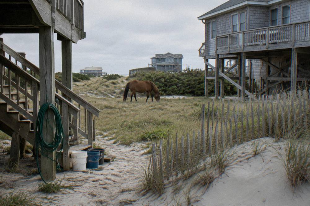 A wild horse grazing in the grass behind a row of Outer Banks beach houses
