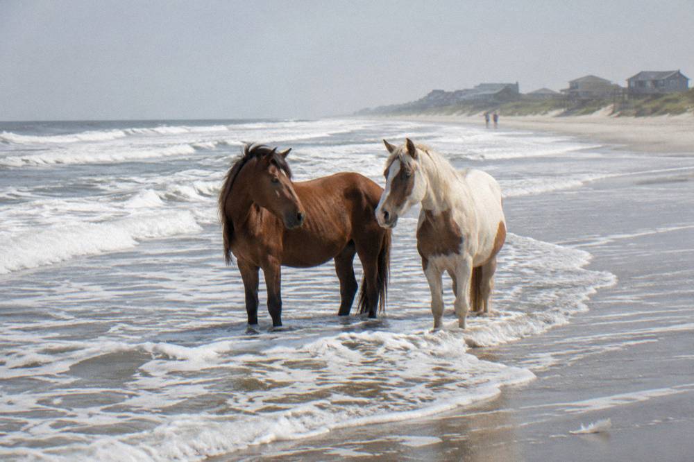 Two wild horses standing together in shallow water at the edge of the surf