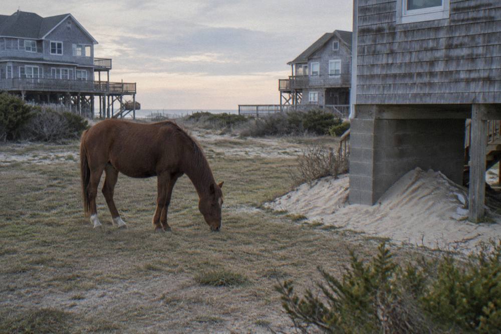 A wild horse grazing in a sandy yard between weathered beach houses