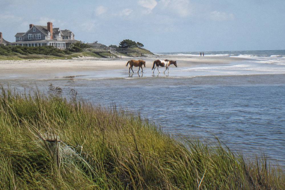 Two wild horses walking along the wet sand at the edge of the surf