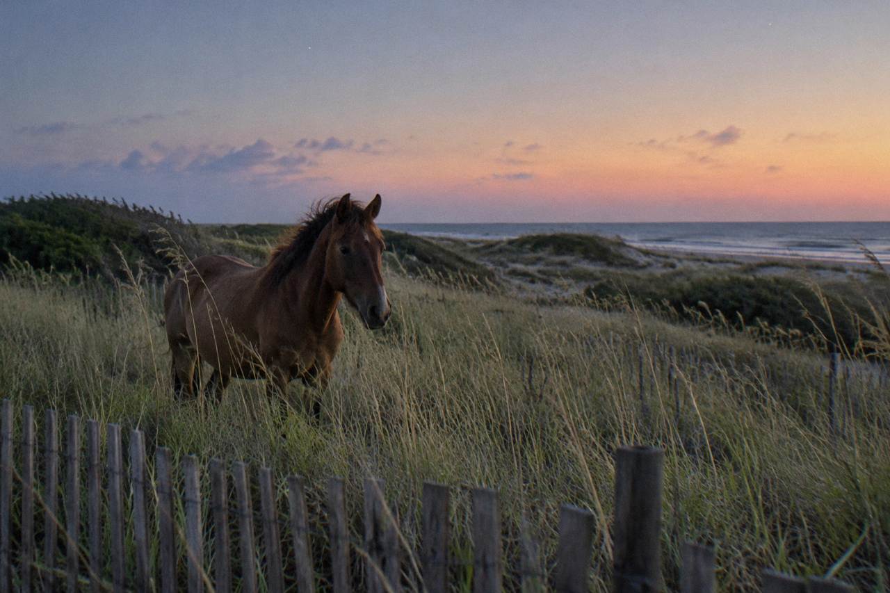 A wild horse standing in tall grass behind a low fence on a coastal dune