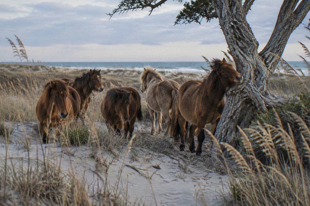 A small band of wild horses standing among low dunes and sea oats.