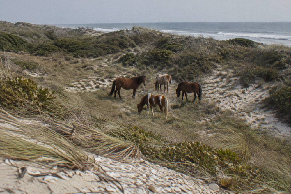 A small band of wild horses standing in a sandy swale between dunes