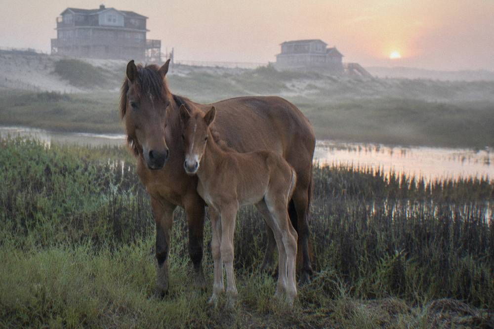 A wild foal standing beside its mother at the edge of salt marsh grass