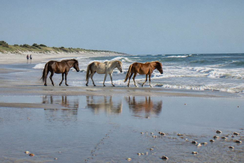 Wild horses walking along the wet sand at the edge of the surf line