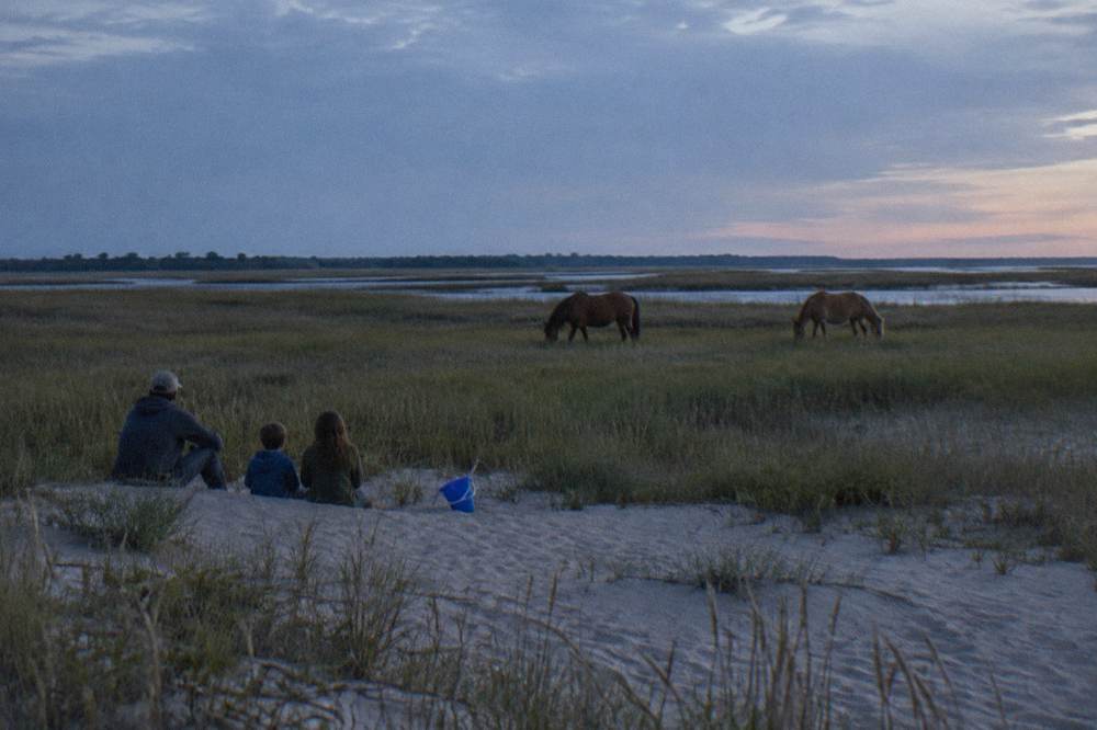 Family watching wild horses graze beside a dune from a respectful distance on the beach