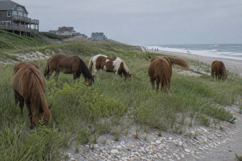 A small band of wild horses grazing in tall dune grass near the ocean
