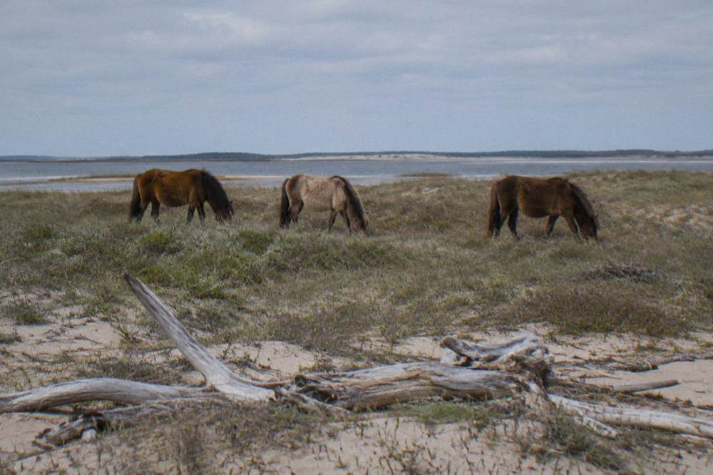 Small group of wild horses grazing in low dune grass far from any people