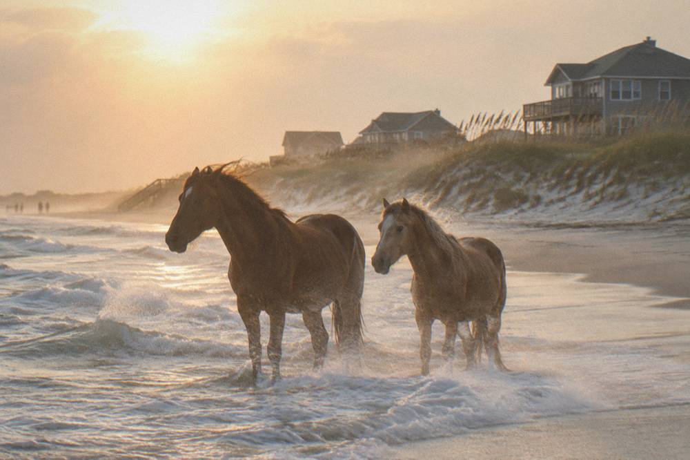 Two wild horses standing in ocean spray along the water line with dunes behind them