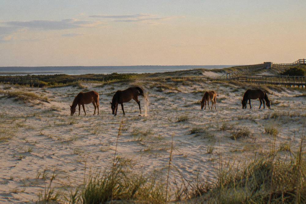 Small band of wild horses grazing among sea oats on a low dune