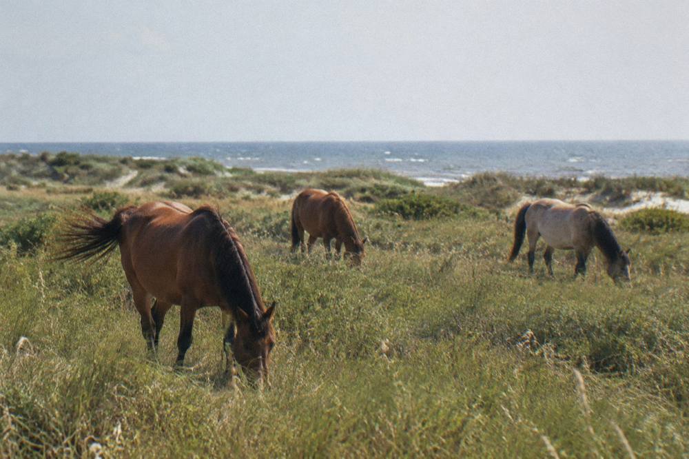 Wild horses grazing in grassy dunes under a wide sky on the northern Outer Banks