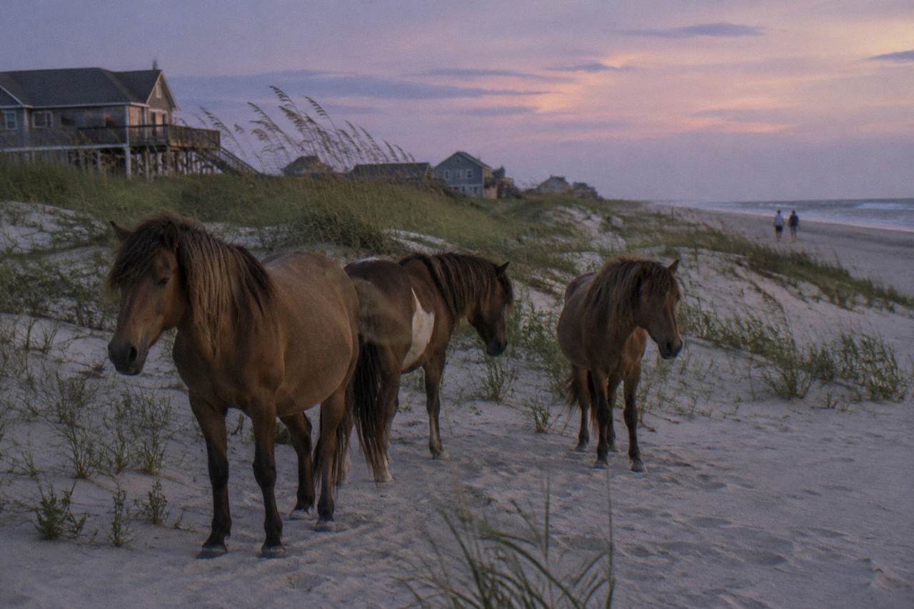 Wild horses standing in the sand dunes of the northern Corolla beach at Corolla, North Carolina