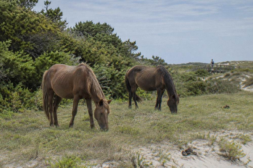 Two wild horses grazing on low dune grass near the edge of a maritime thicket