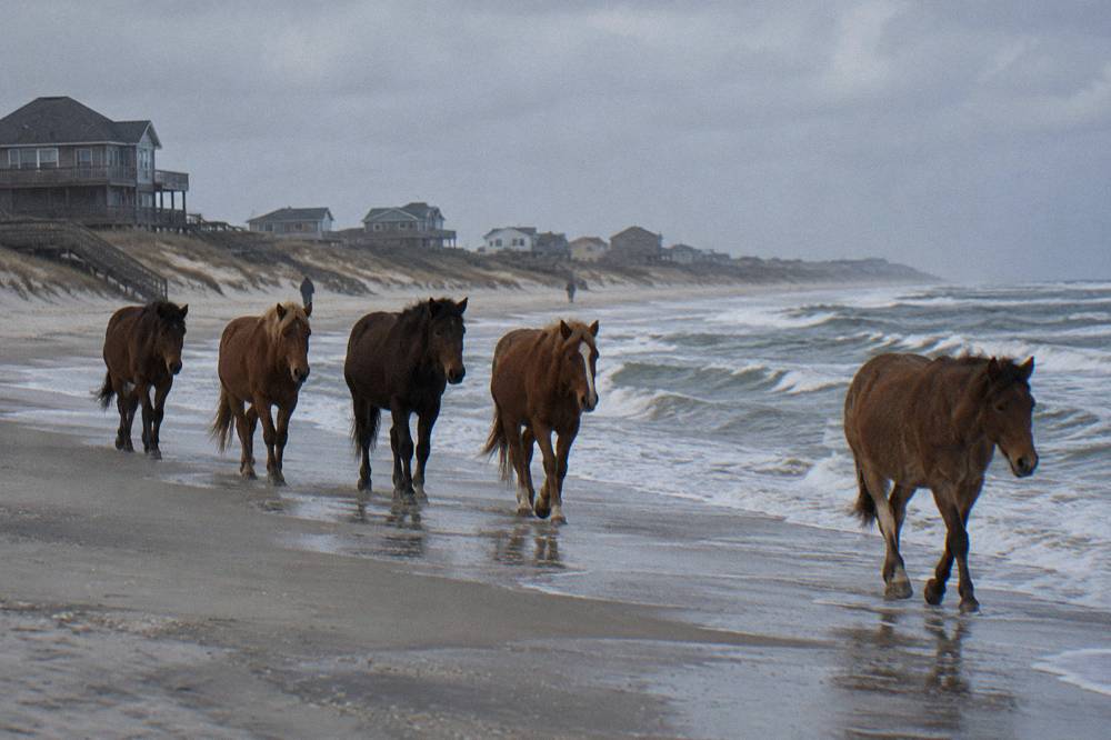 A line of wild horses walking along the wet sand at the edge of incoming waves