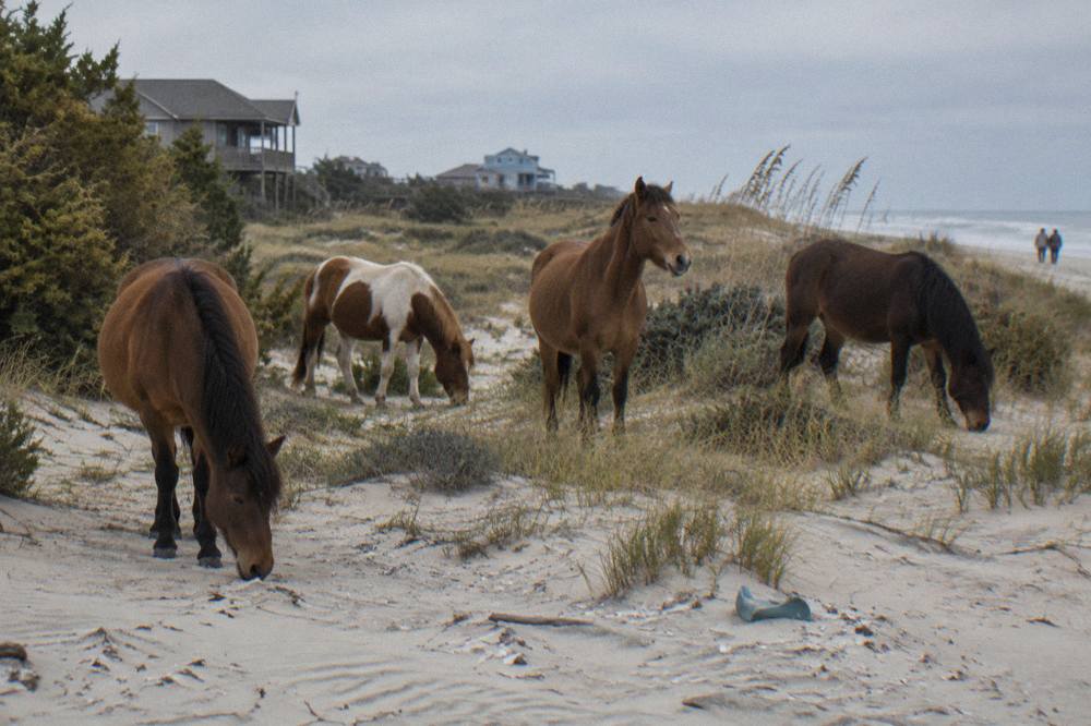 A small band of wild horses grazing on pale sand behind a line of dunes