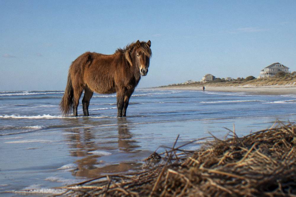 A wild horse standing in shallow surf under a clear autumn sky