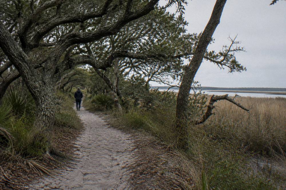 Maritime forest edge with tangled live oaks and marsh grass beyond a sandy track