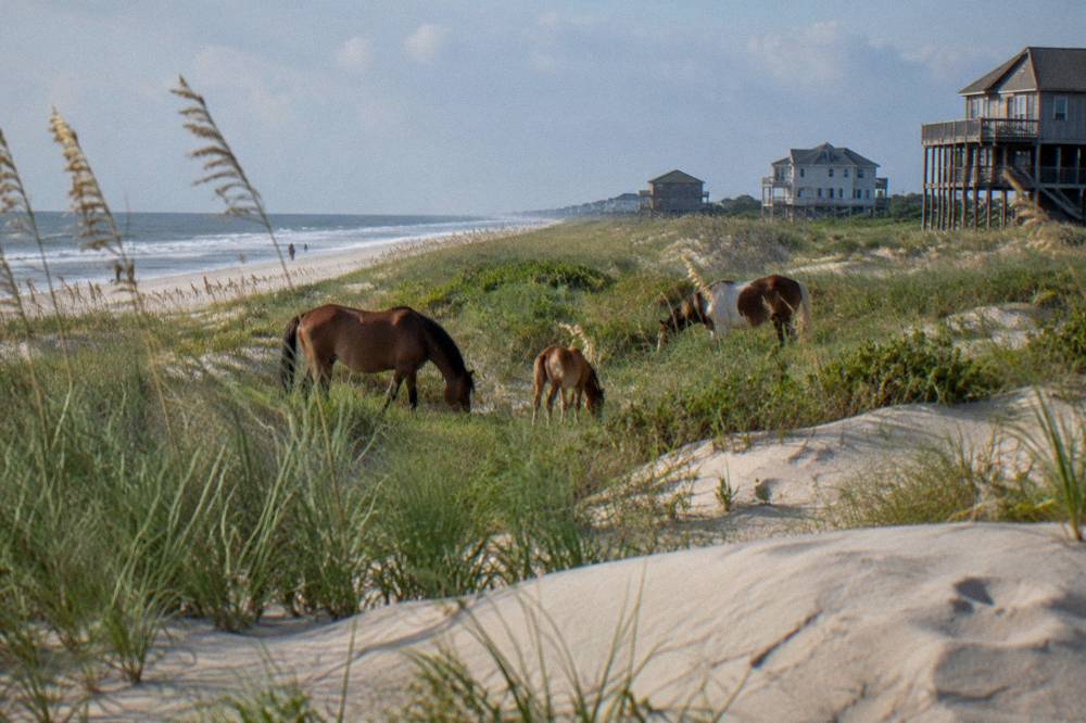 Wild horses grazing behind a dune with beach houses in the distance