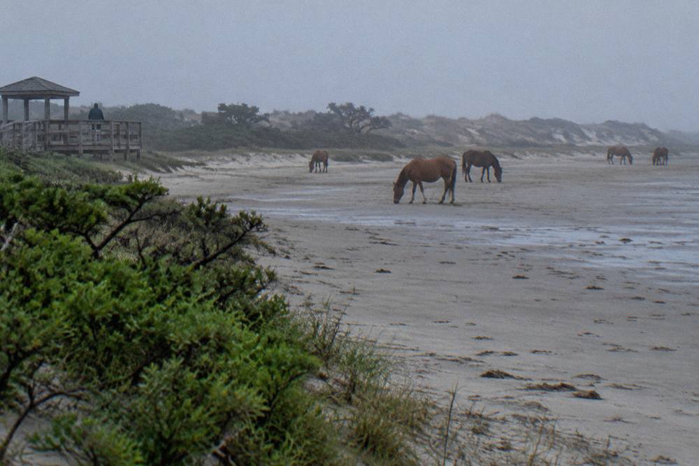 Wild horses grazing on a wide sandy beach with dunes behind them