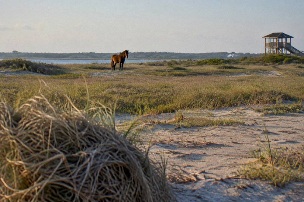 A wild horse standing at a distance across marsh grass and sand