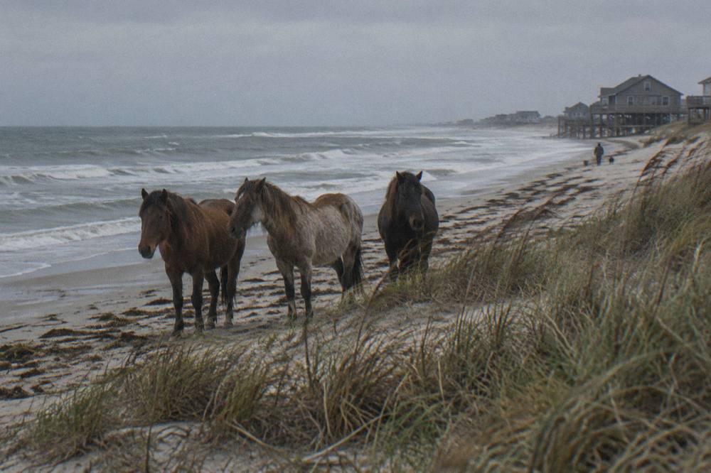 Wild horses standing in sand among low dune grass near the surf line