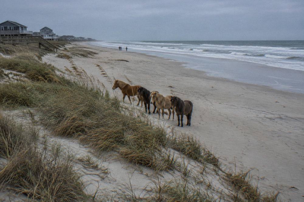 A small band of wild horses standing in sand at the edge of dune grass on a wide northern beach