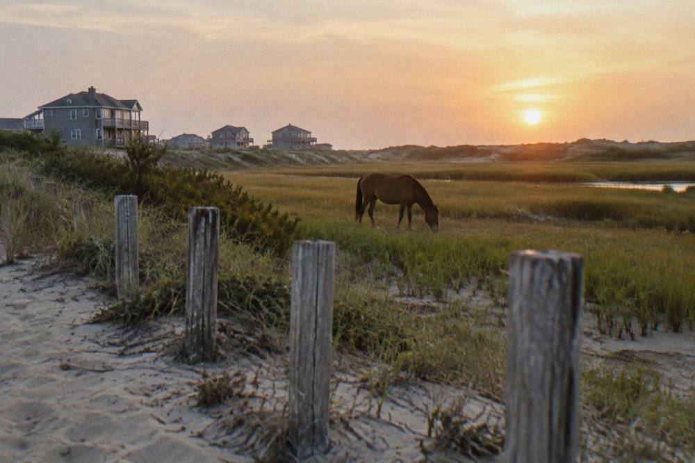 A wild horse grazing alone near marsh grass behind a row of weathered wooden fence posts