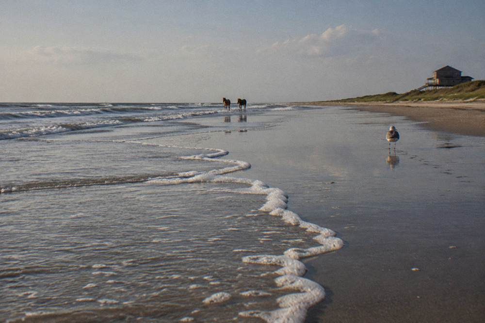 Two wild horses standing in shallow water at the ocean edge, seen from a long distance away