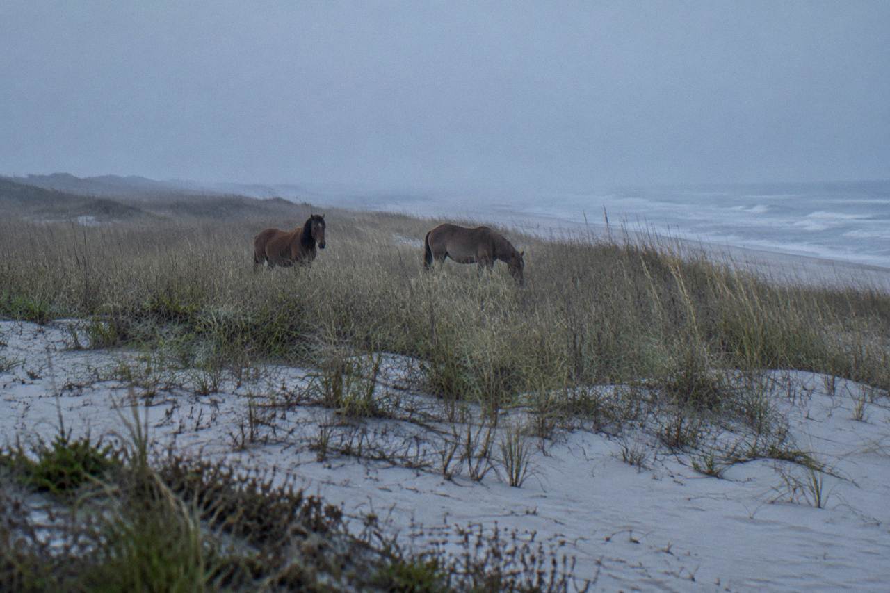 Wild horses grazing in tall dune grass along a quiet northern Outer Banks beach