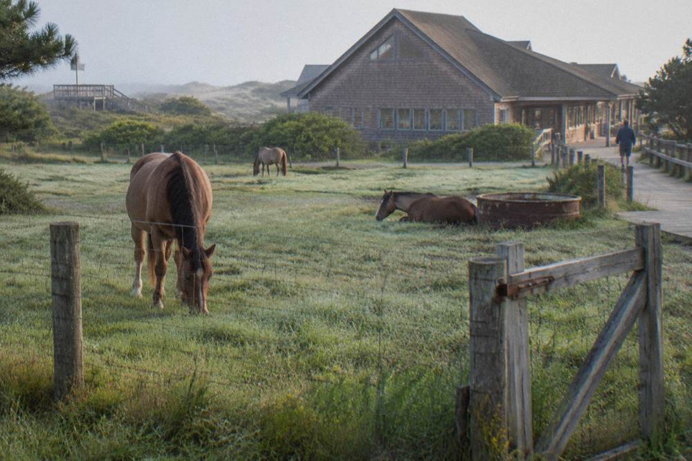 Fenced pasture with grazing horses at a mainland rescue farm