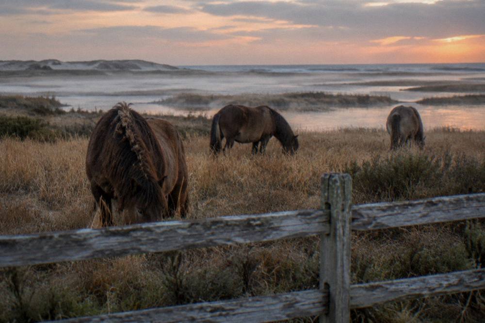 Wild horses grazing in grass behind a wooden fence at dusk