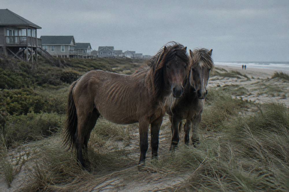 Wild horses standing in sand near dune grass on a wide northern beach