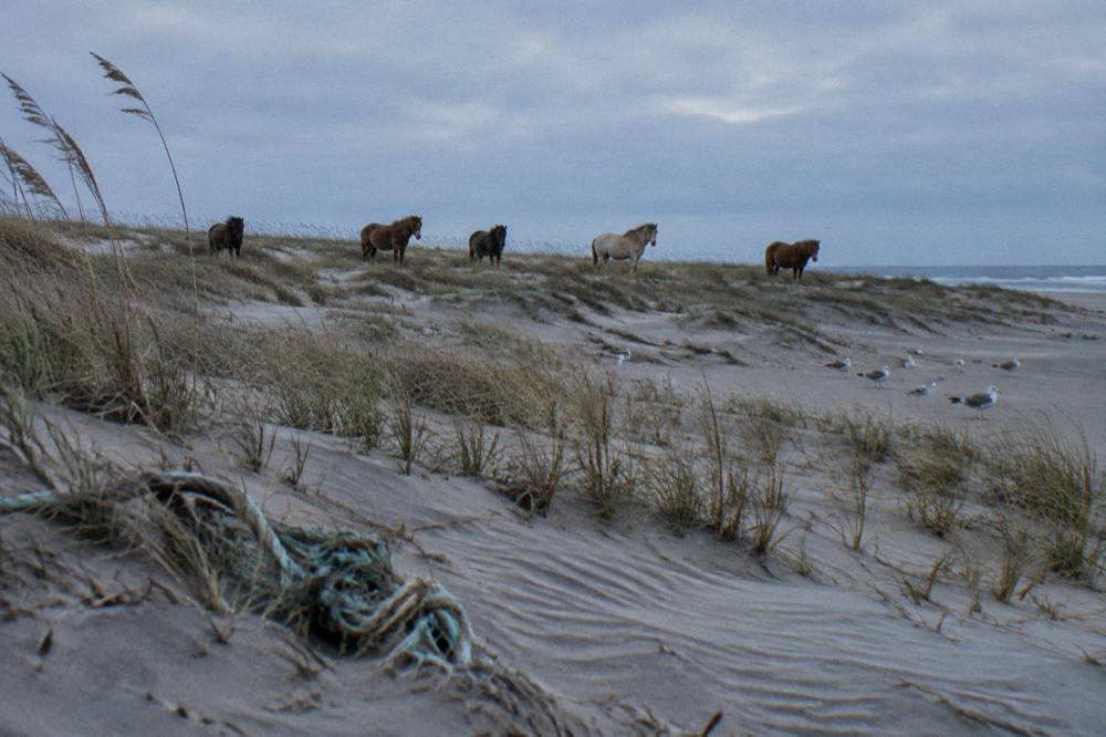 Small band of wild horses standing among sea oats on a low dune at a distance from the viewer