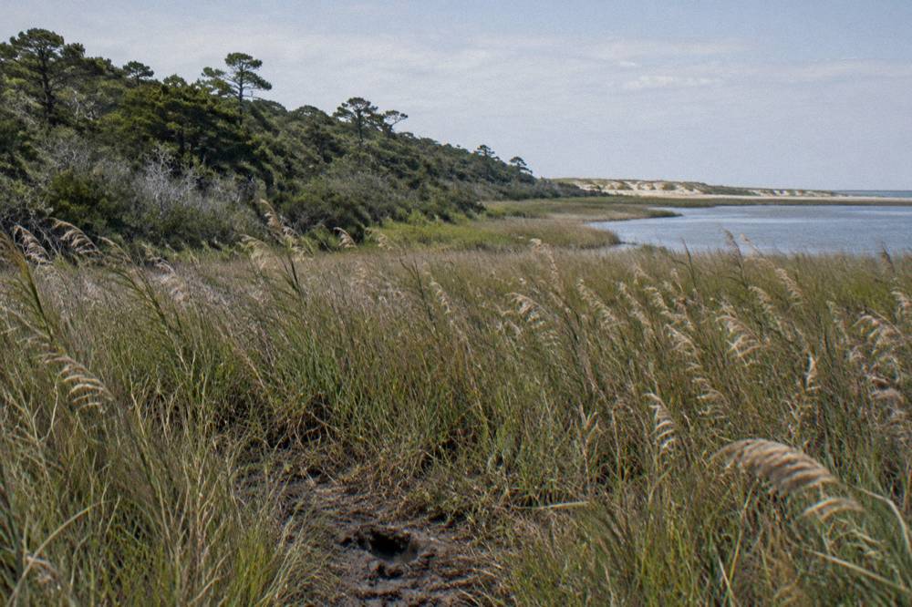 Maritime forest and brackish marsh with tall grasses under a wide sky north of Corolla