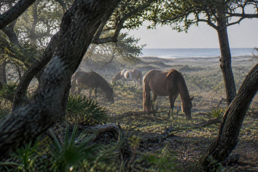 A small band of wild horses grazing among maritime forest trees near the beach