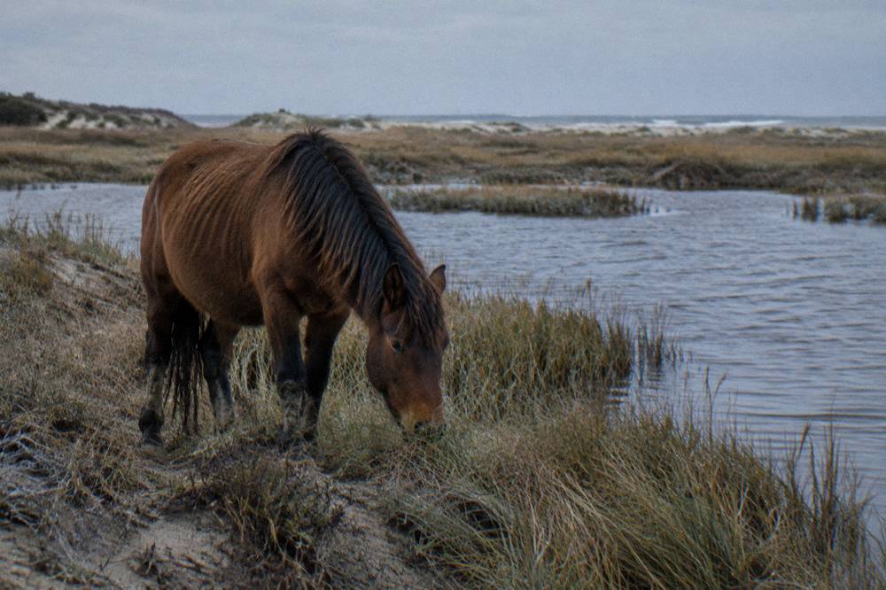 A wild horse grazing on beach grass at the edge of a dune