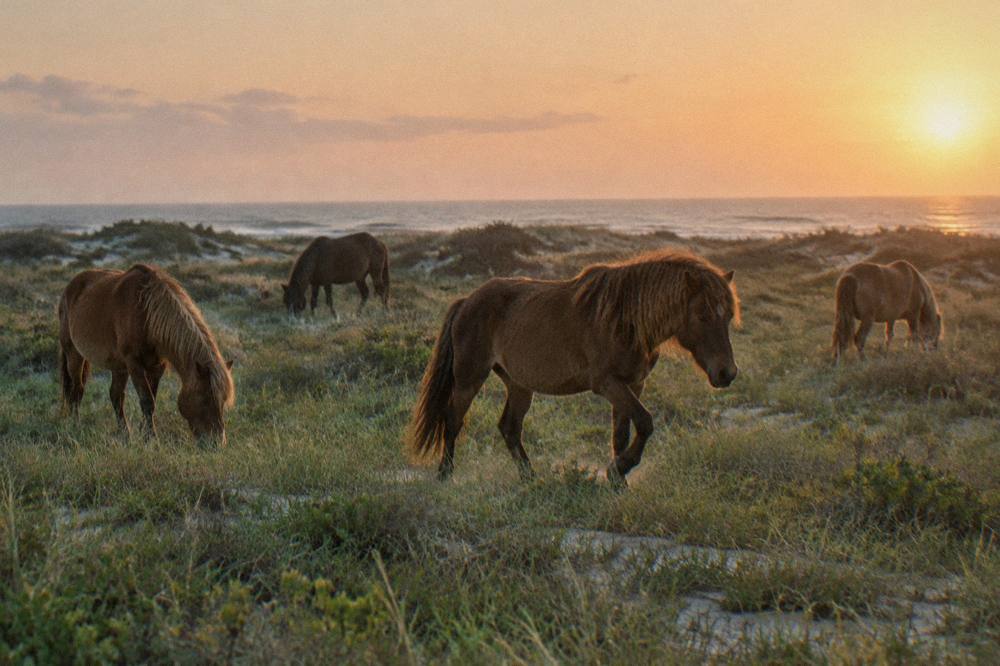 Group of wild horses grazing on low dune grass in soft evening light near the sound side