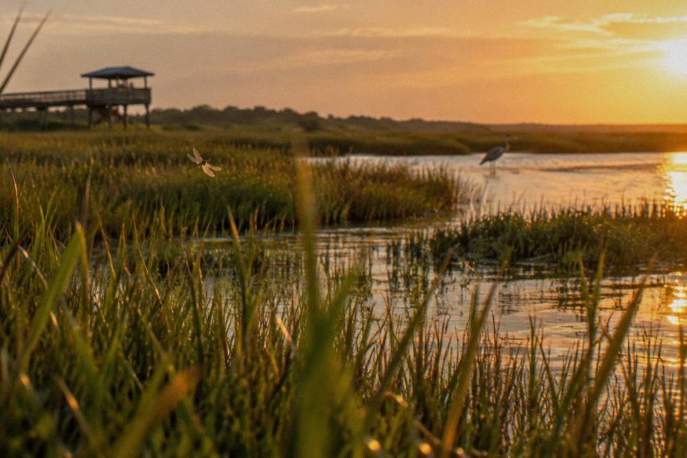 Marsh grass and shallow sound water at golden hour on the Currituck Sound