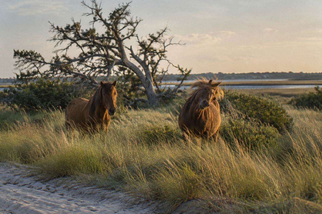 Wild horses standing in the dune grass along a wide northern Outer Banks beach at morning