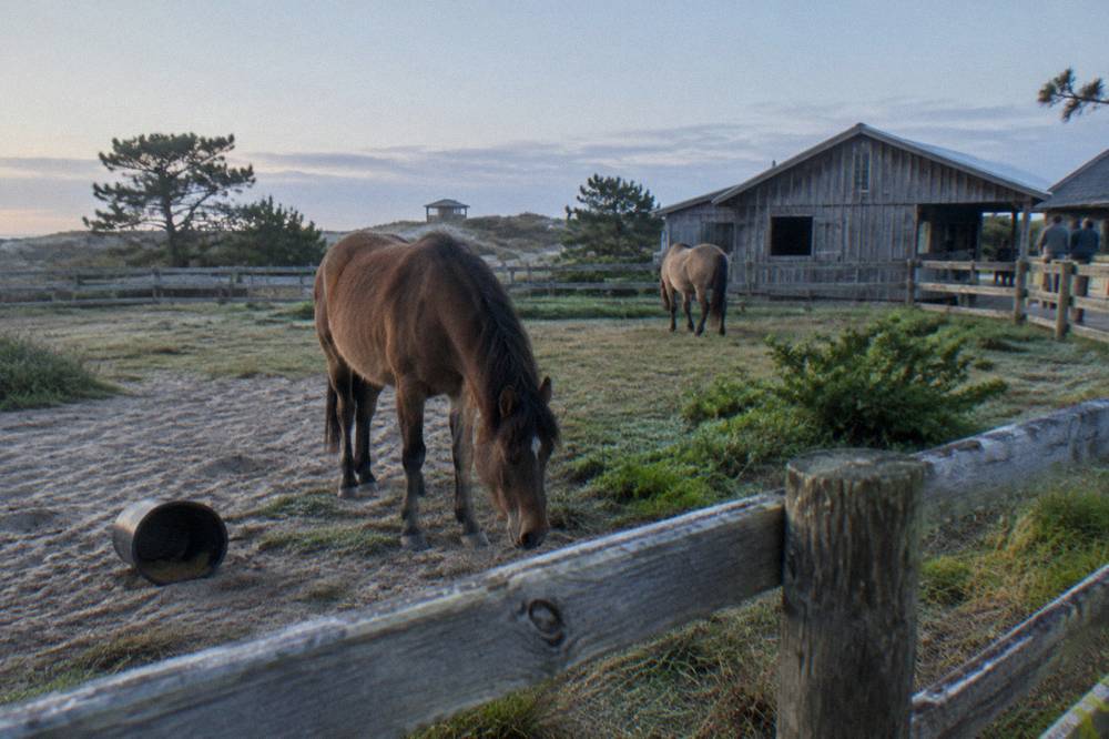 Wooden farm buildings and fenced pasture at a horse sanctuary on a quiet morning