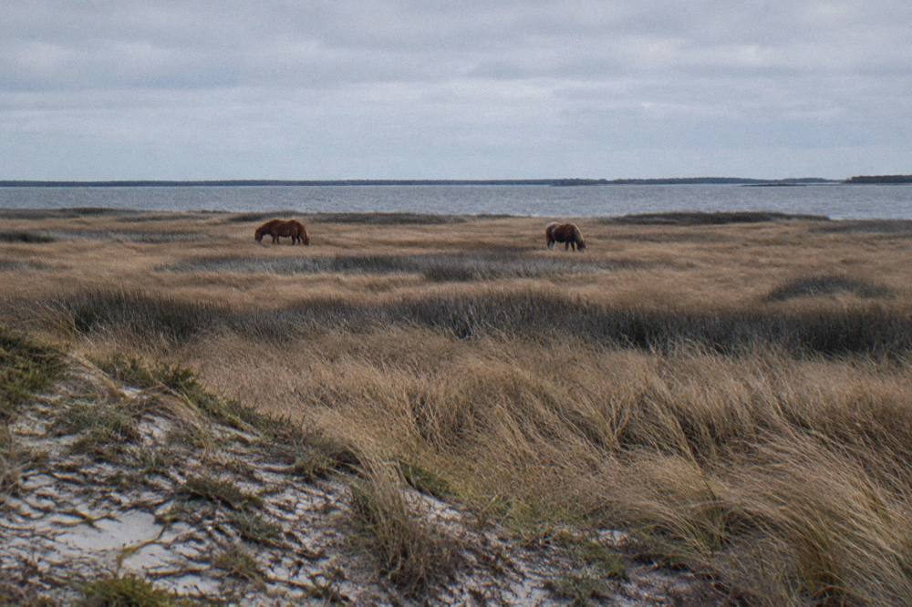 Wild horses grazing at a distance across marsh grass near the soundside