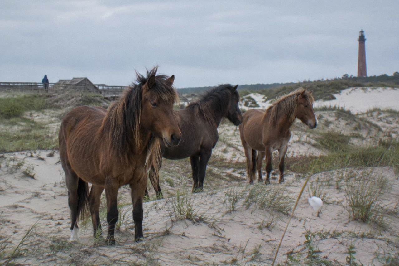 Wild horses standing in the sand dunes near the northern Outer Banks beach
