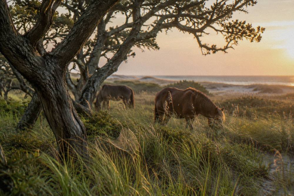 Wild horses grazing in tall grass among maritime forest at the edge of a beach