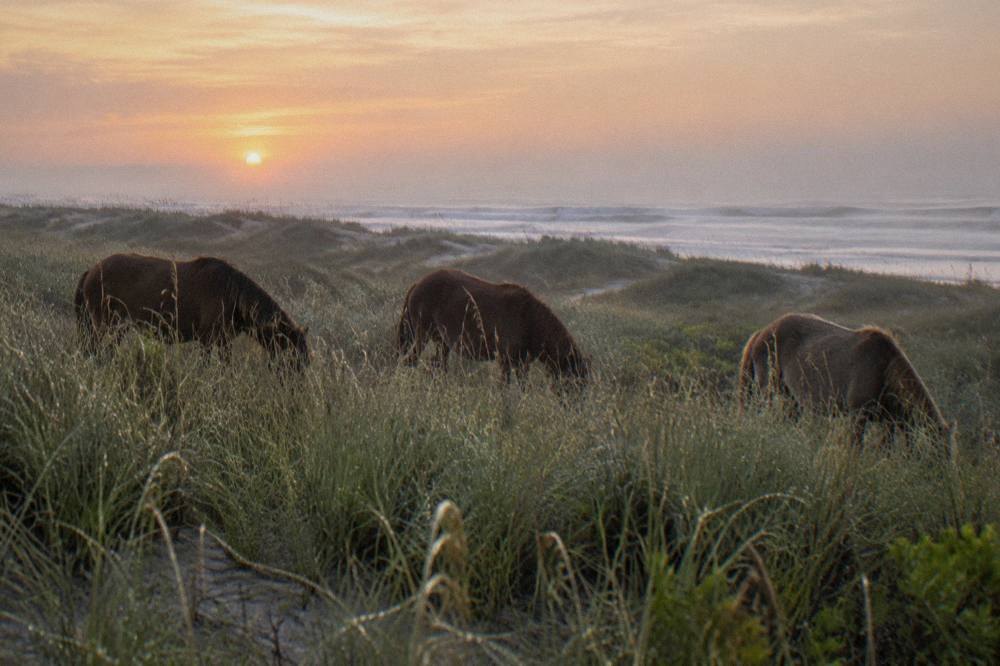 Wild horses grazing in tall beach grass behind a row of dunes