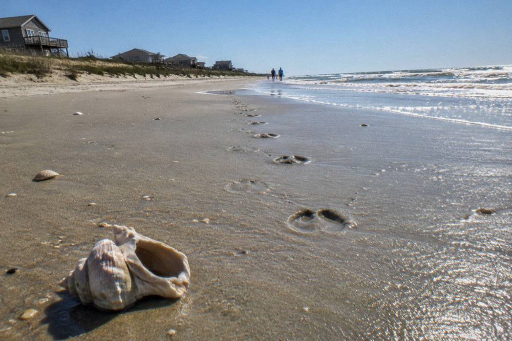 Tracks of a small horse band crossing wet sand near the waterline