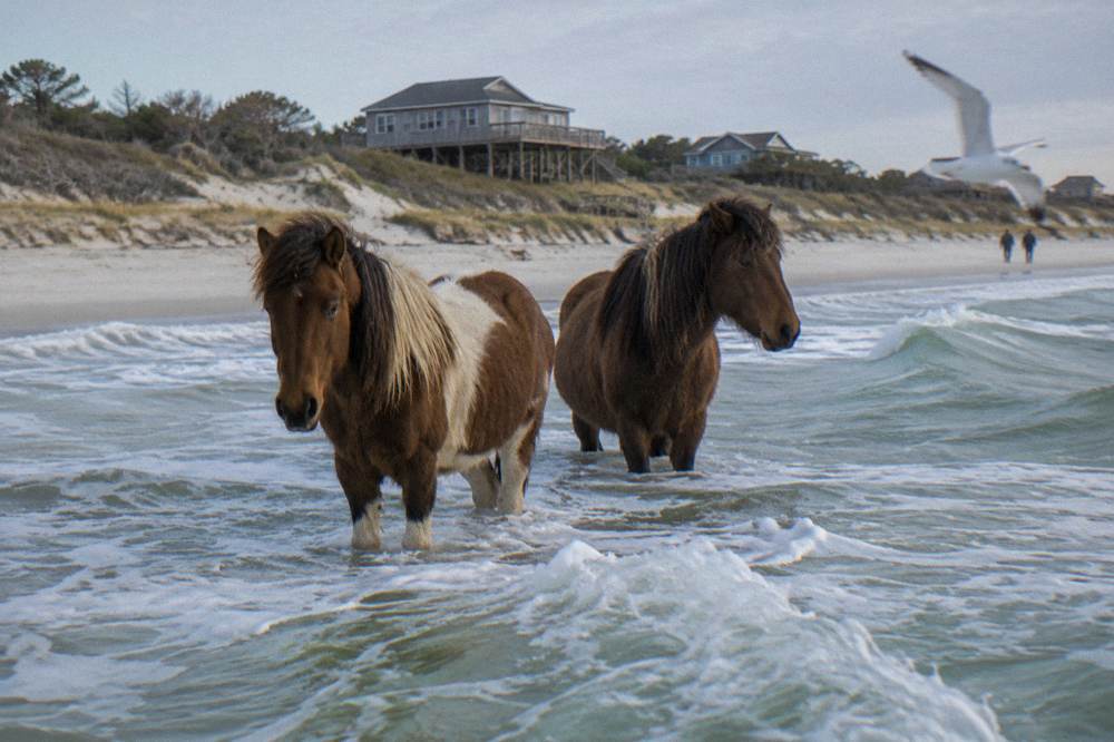 Two wild horses standing in shallow surf at the edge of an empty beach