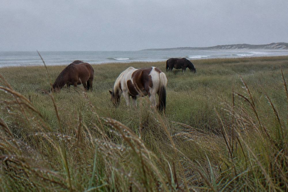 A small band of wild horses grazing in tall dune grass near the shoreline