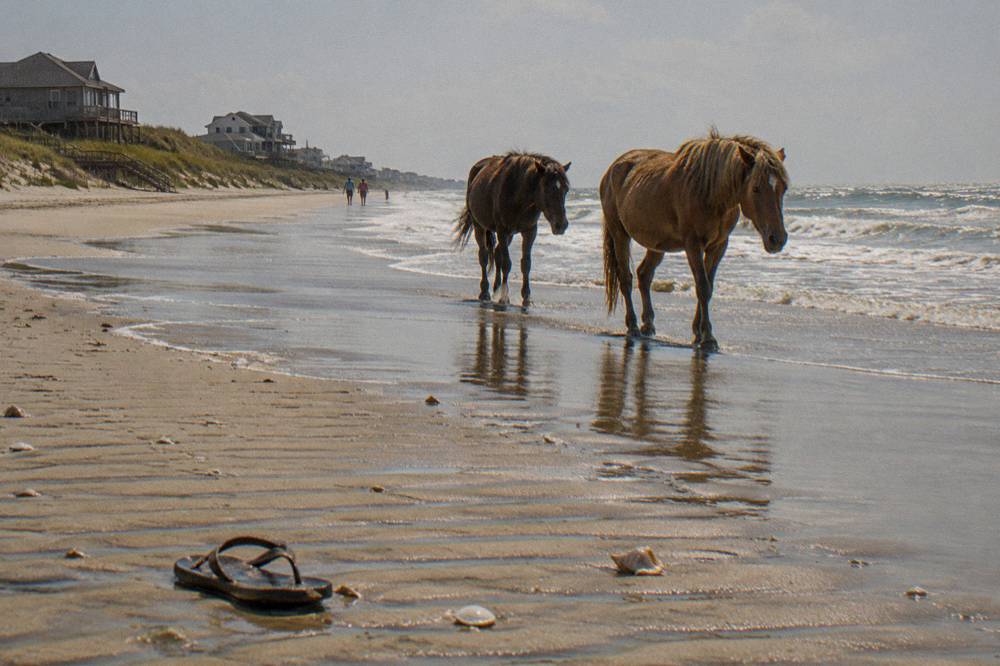 Wild horses walking along the wet sand at the edge of the surf on a summer afternoon