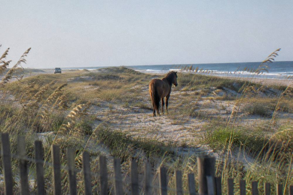 A wild horse standing in dune grass far from a viewing area, seen from a respectful distance